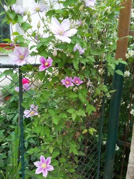  - 2018 - primavara flori