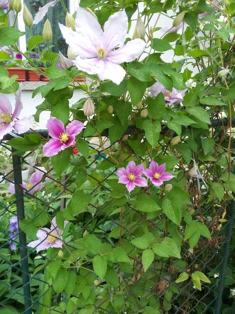  - 2018 - primavara flori