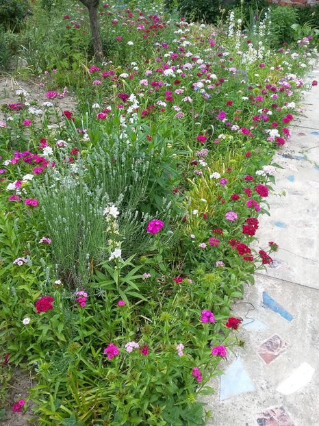  - 2018 - primavara flori