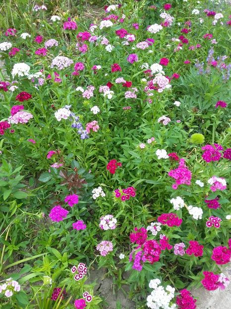  - 2018 - primavara flori