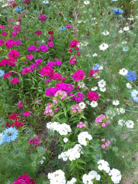  - 2018 - primavara flori