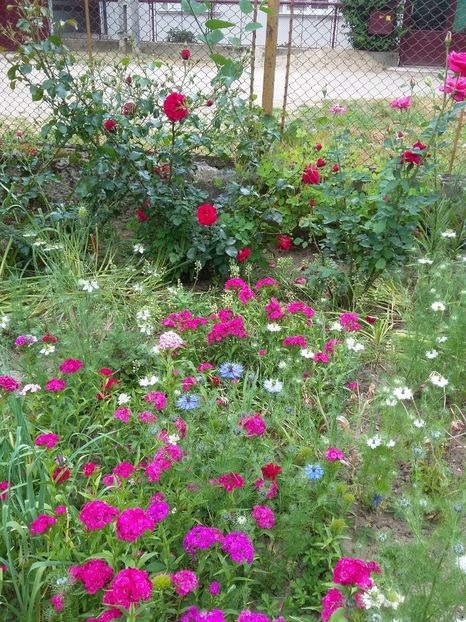  - 2018 - primavara flori