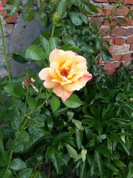  - 2018 - primavara flori