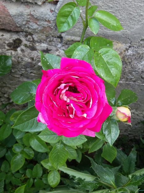  - 2018 - primavara flori