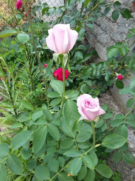  - 2018 - primavara flori