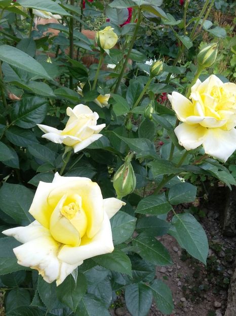  - 2018 - primavara flori