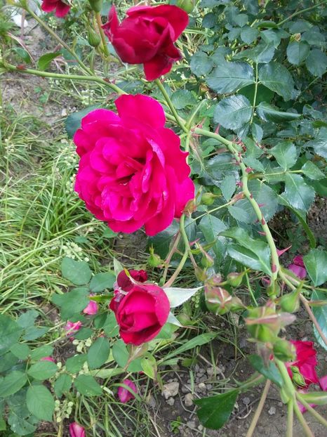  - 2018 - primavara flori