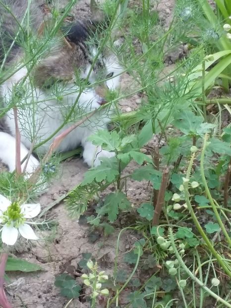  - 2018 - primavara flori