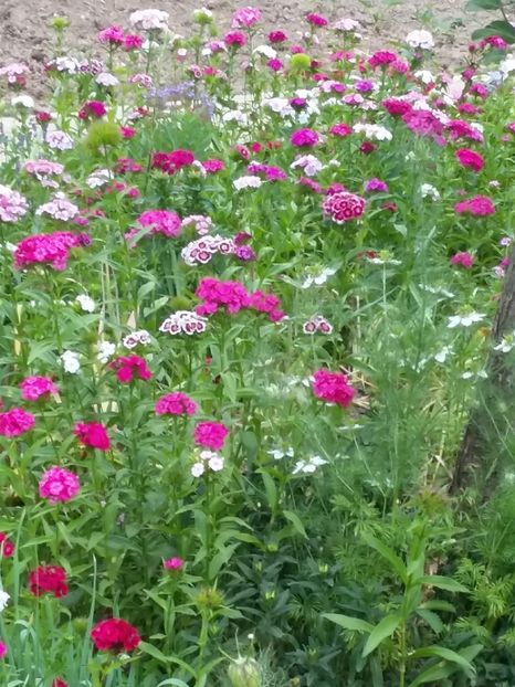  - 2018 - primavara flori