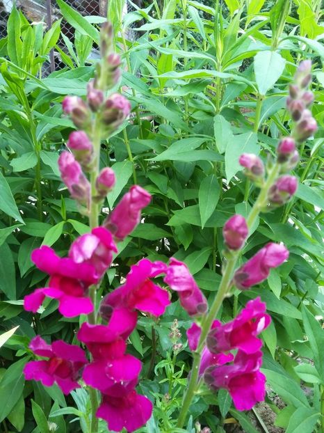  - 2018 - primavara flori