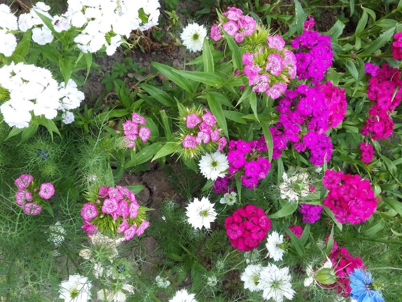  - 2018 - primavara flori