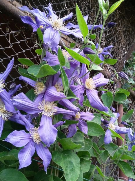  - 2018 - primavara flori