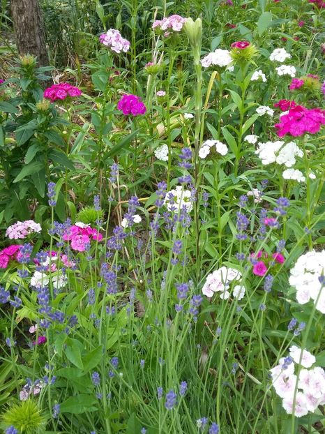  - 2018 - primavara flori