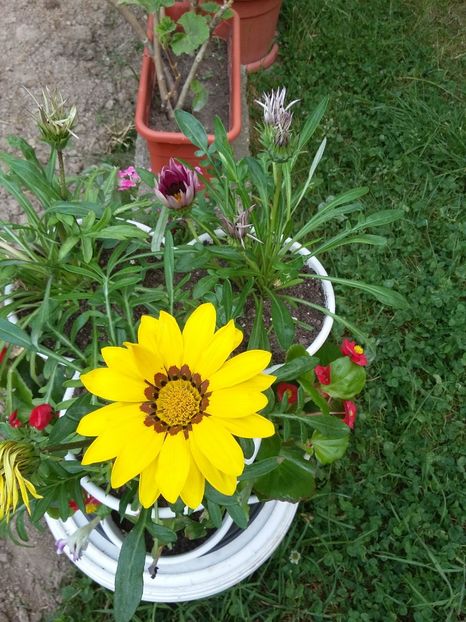  - 2018 - primavara flori