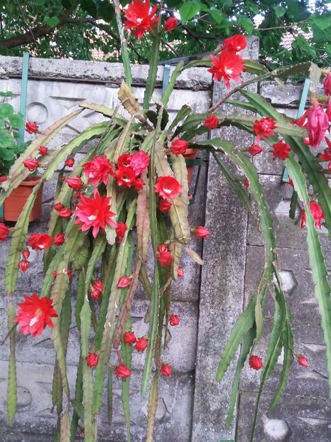  - 2018 - primavara flori