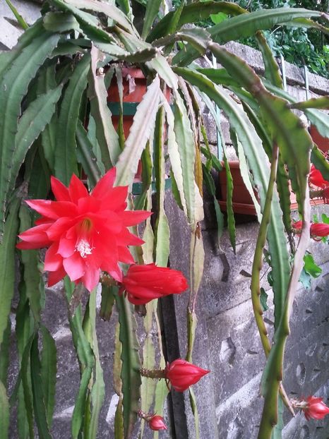  - 2018 - primavara flori