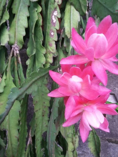  - 2018 - primavara flori