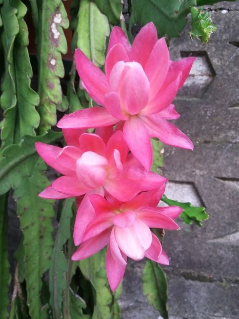  - 2018 - primavara flori