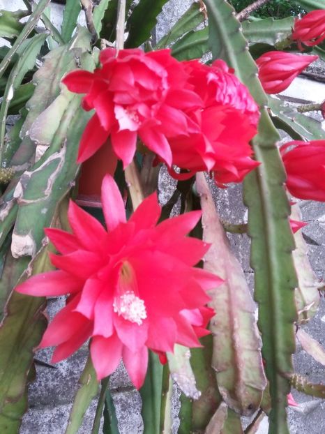  - 2018 - primavara flori