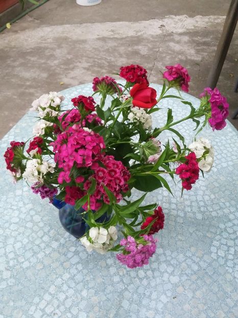  - 2018 - primavara flori