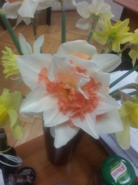  - narcisele mele