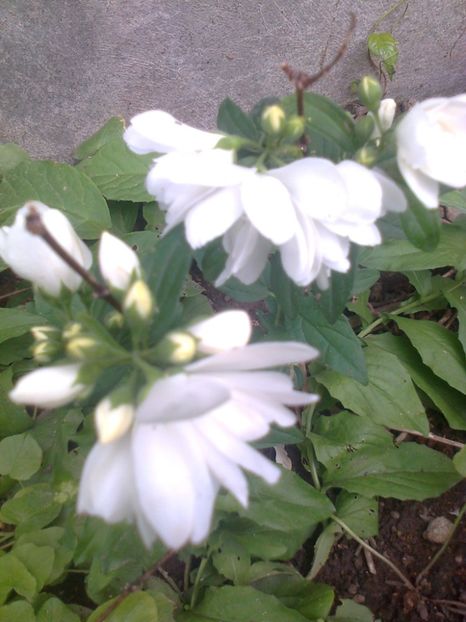 Iasomie soiul Snow Flake,15.05.2018 - Gradina mea
