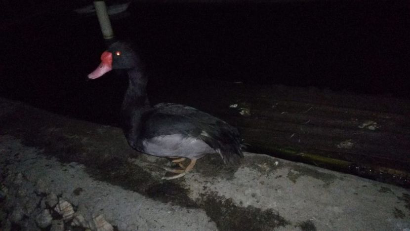 Mascul Peposaka - Rața Peposaka