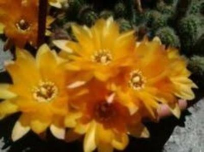 Chamaecereus Silvestri flori - Cactusi și suculente