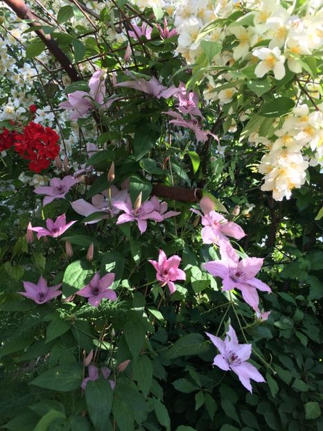 7CFF5D48-91C0-4A12-8662-CC90F41B62F9 - Clematite 2018