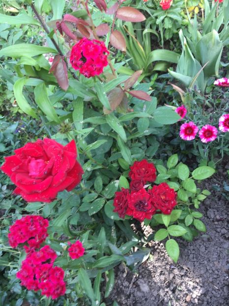 C1E8A0DF-15CD-4FB9-8314-3FDE3F99D6BB - Trandafiri mini