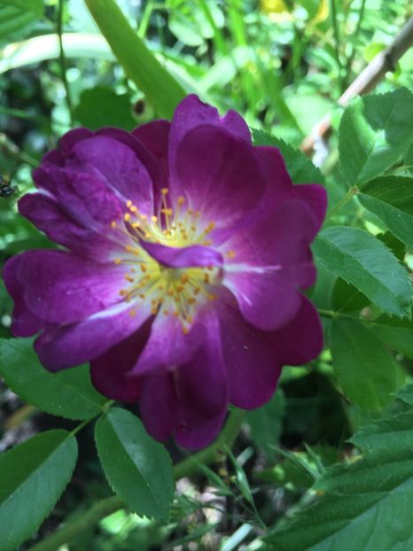 Veilchenblau - Trandafiri 2018