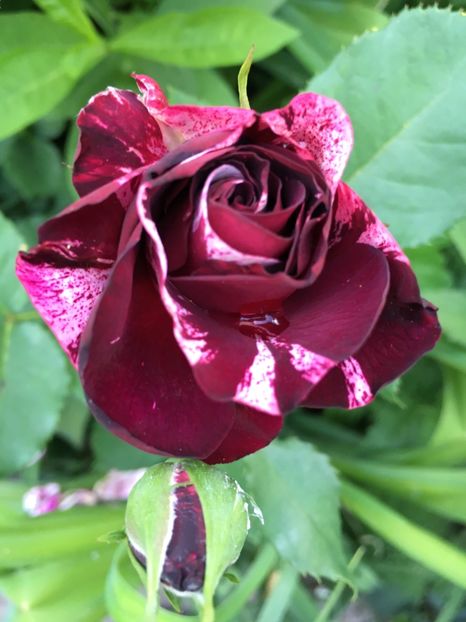 Rosa mystica - Trandafiri 2018