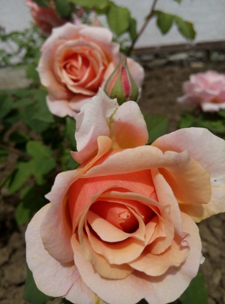 2018-17 mai - Festival de Jardin Chaumont