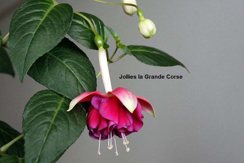 17.05.18 - 02 Fuchsia