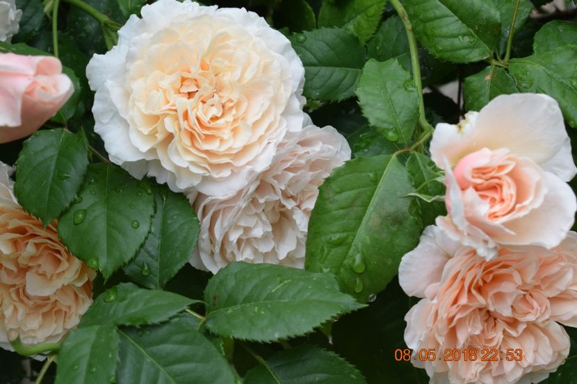  - TRANDAFIRI PRIMAVARA 2018 I