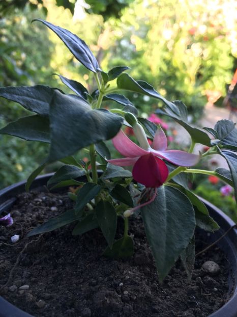 Windchimes neon pink - Fucsii 2018