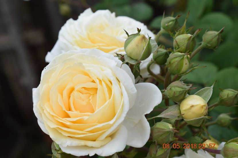  - TRANDAFIRI PRIMAVARA 2018 I