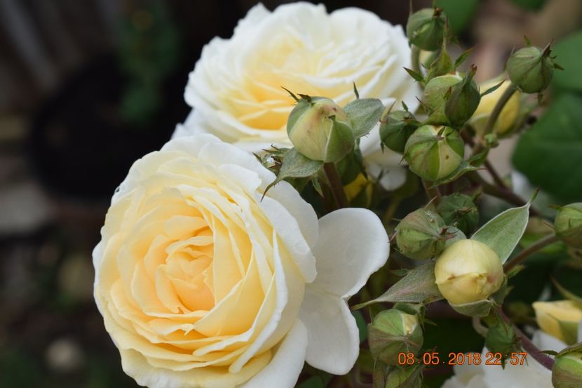  - TRANDAFIRI PRIMAVARA 2018 I