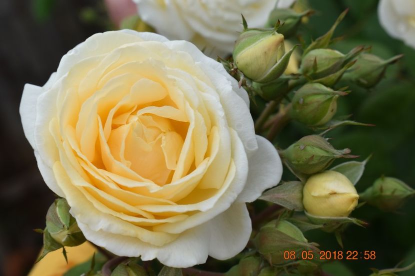  - TRANDAFIRI PRIMAVARA 2018 I