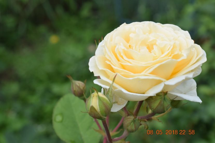  - TRANDAFIRI PRIMAVARA 2018 I