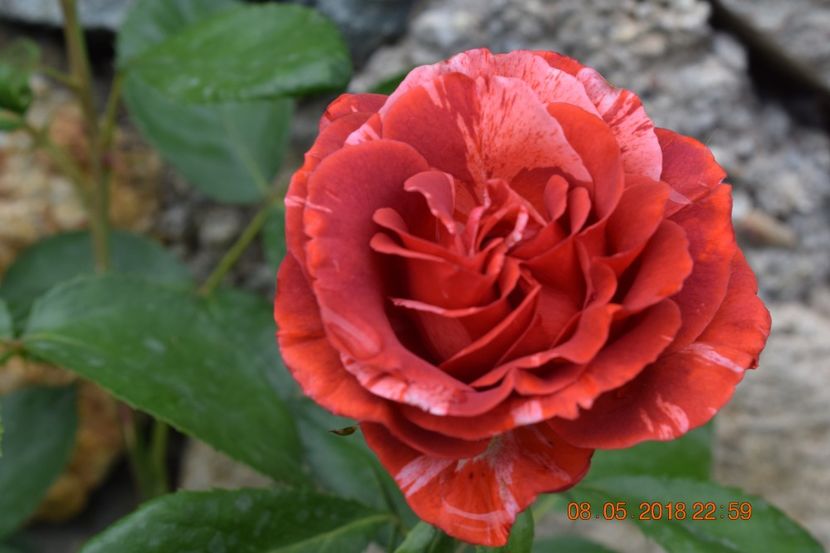  - TRANDAFIRI PRIMAVARA 2018 I