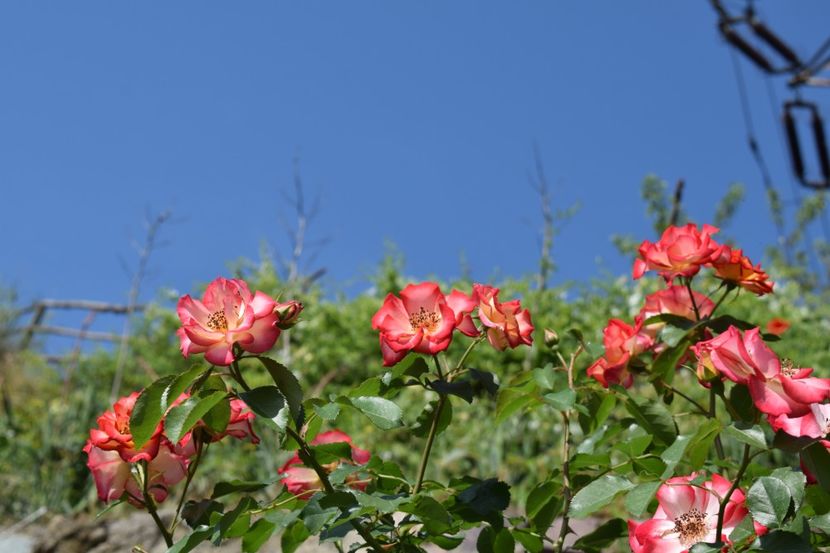  - TRANDAFIRI PRIMAVARA 2018 I