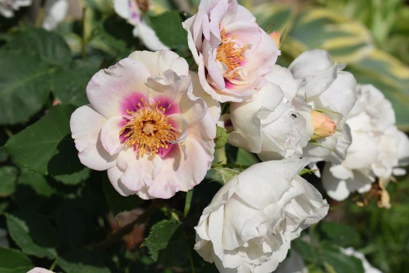  - TRANDAFIRI PRIMAVARA 2018 I