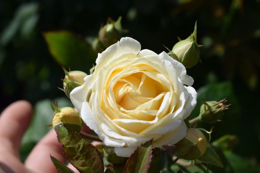  - TRANDAFIRI PRIMAVARA 2018 I