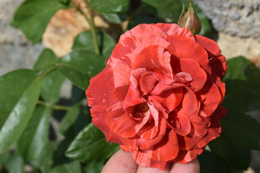  - TRANDAFIRI PRIMAVARA 2018 I