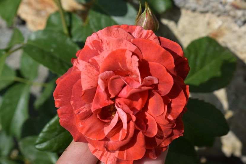  - TRANDAFIRI PRIMAVARA 2018 I