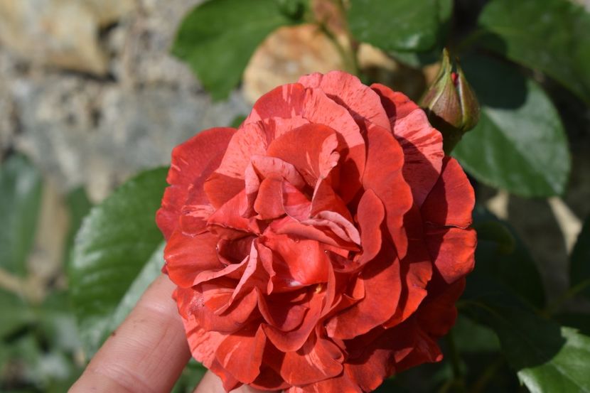  - TRANDAFIRI PRIMAVARA 2018 I