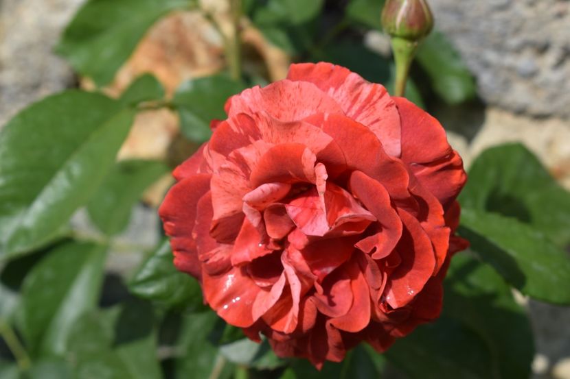  - TRANDAFIRI PRIMAVARA 2018 I