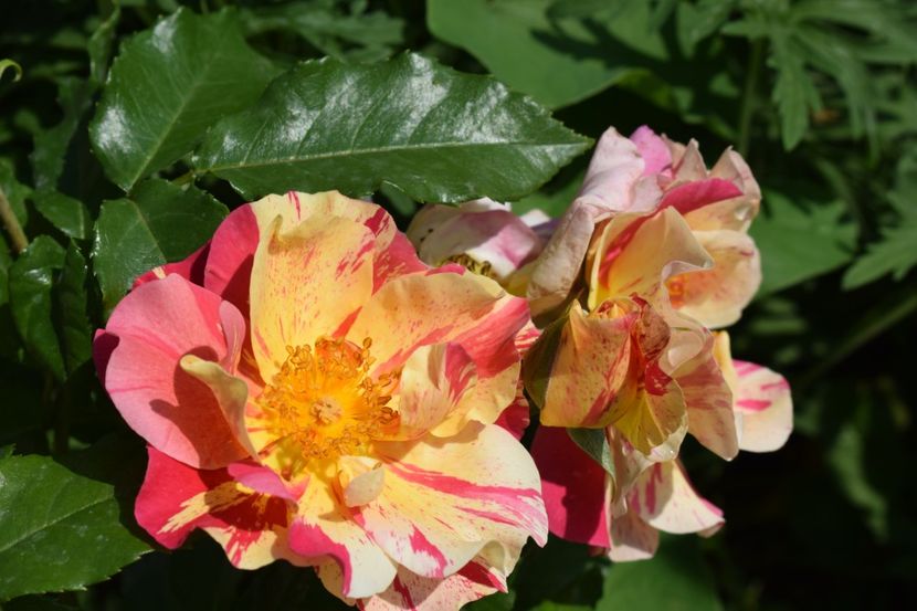  - TRANDAFIRI PRIMAVARA 2018 I