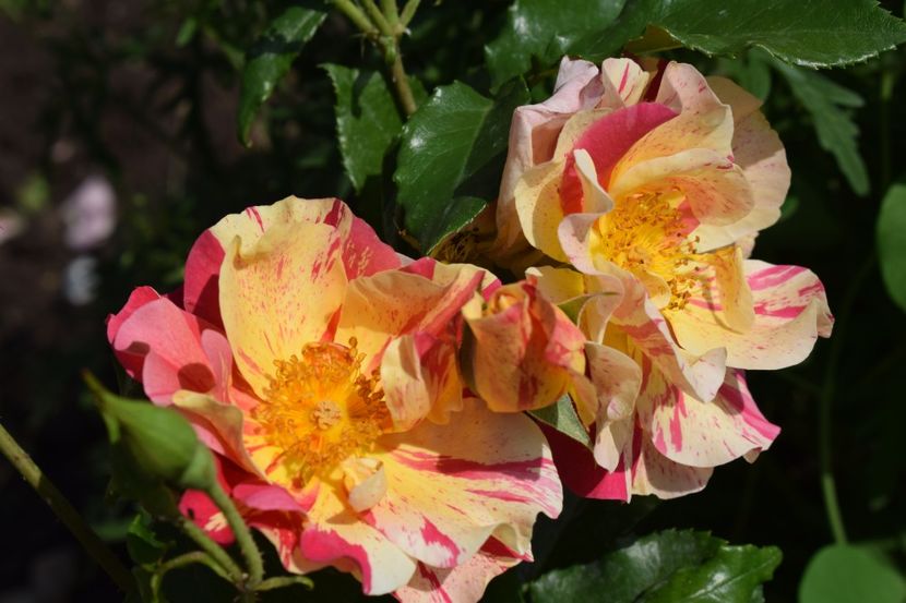  - TRANDAFIRI PRIMAVARA 2018 I